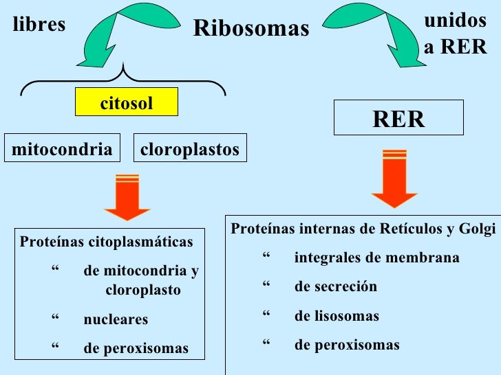 RetíCulos 2009 B