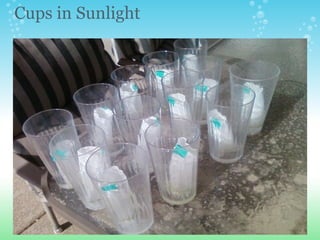 Cups in Sunlight 