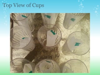 Top View of Cups 