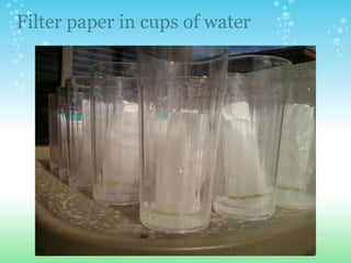 Filter paper in cups of water 