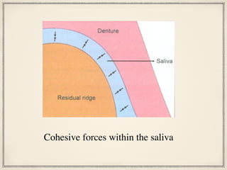Cohesive forces within the saliva
 