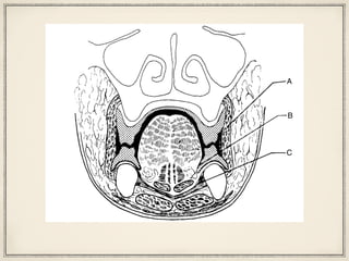 e teeth and the buccal flanges of the mandibu- should slope toward the center of the mou
A
B
C
Figure 22-2 Frontal section showing dentures properly filling the available space. A, The buc-
cinator. B, The lingual flange and border are placed under the tongue. C, The mylohyoid ridge.
Notice that both upper and lower dentures are so shaped that the action of the tongue and cheeks
 