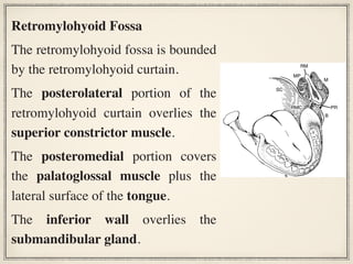 Retromylohyoid Fossa
The retromylohyoid fossa is bounded
by the retromylohyoid curtain.
The posterolateral portion of the
retromylohyoid curtain overlies the
superior constrictor muscle.
The posteromedial portion covers
the palatoglossal muscle plus the
lateral surface of the tongue.
The inferior wall overlies the
submandibular gland.
242 Part Three Rehabilitation of the Edentulous Patient: Fabrication of Complete Dentures
PR
B
M
RM
MP
RMC
SC
Figure 14-11 Diagram shows the relationship of the medial pterygoid musc
superior constrictor muscle. B, Buccinator muscle; M, masseter muscle; MP, med
muscle; PR, pterygomandibular raphe; RM, ramus of the mandible; RMC, postero
portion of the retromylohyoid curtain formed by the mucous membrane coverin
superior constrictor muscle (SC).
 