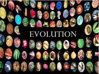 EVOLUTION 