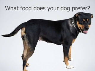 What food does your dog prefer? 
 