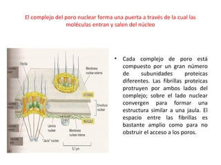El complejo del poro nuclear forma una puerta a través de la cual las
moléculas entran y salen del núcleo
• Cada complejo de poro está
compuesto por un gran número
de subunidades proteicas
diferentes. Las fibrillas proteicas
protruyen por ambos lados del
complejo; sobre el lado nuclear
convergen para formar una
estructura similar a una jaula. El
espacio entre las fibrillas es
bastante amplio como para no
obstruir el acceso a los poros.
 