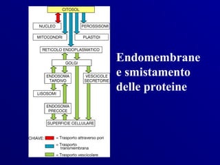 Endomembrane
e smistamento
delle proteine
 