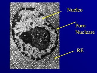 Nucleo

   Poro
   Nucleare


   RE
 