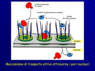 Meccanismo di trasporto attivo attraverso i pori nucleari
 