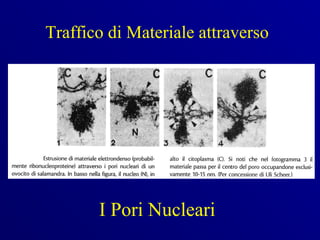 Traffico di Materiale attraverso




       I Pori Nucleari
 