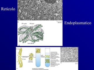 Reticolo


           Endoplasmatico
 