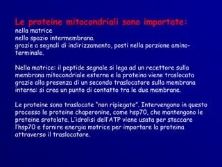 Le proteine mitocondriali sono importate:
nella matrice
nello spazio intermembrana.
grazie a segnali di indirizzamento, posti nella porzione amino-
terminale.

Nella matrice: il peptide segnale si lega ad un recettore sulla
membrana mitocondriale esterna e la proteina viene traslocata
grazie alla presenza di un secondo traslocatore sulla membrana
interna: si crea un punto di contatto tra le due membrane.

Le proteine sono traslocate “non ripiegate”. Intervengono in questo
processo le proteine chaperonine, come hsp70, che mantengono le
proteine srotolate. L’idrolisi dell’ATP viene usata per staccare
l’hsp70 e fornire energia motrice per importare la proteina
attraverso il traslocatore.
 