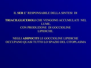 IL SER E’ RESPONSABILE DELLA SINTESI DI

TRIACILGLICEROLI CHE VENGONO ACCUMULATI NEL
                    LUME,
        CON PRODUZIONE DI GOCCIOLINE
                  LIPIDICHE.

   NEGLI ADIPOCITI LE GOCCIOLINE LIPIDICHE
OCCUPANO QUASI TUTTO LO SPAZIO DEL CITOPLASMA
 