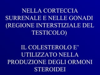 NELLA CORTECCIA
SURRENALE E NELLE GONADI
(REGIONE INTERSTIZIALE DEL
       TESTICOLO)

   IL COLESTEROLO E’
   UTILIZZATO NELLA
PRODUZIONE DEGLI ORMONI
       STEROIDEI
 
