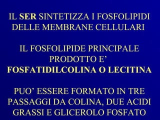 IL SER SINTETIZZA I FOSFOLIPIDI
 DELLE MEMBRANE CELLULARI

  IL FOSFOLIPIDE PRINCIPALE
         PRODOTTO E’
FOSFATIDILCOLINA O LECITINA

 PUO’ ESSERE FORMATO IN TRE
PASSAGGI DA COLINA, DUE ACIDI
 GRASSI E GLICEROLO FOSFATO
 