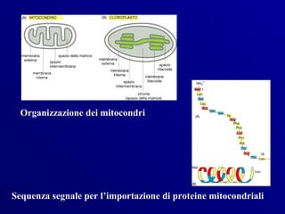 Organizzazione dei mitocondri




Sequenza segnale per l’importazione di proteine mitocondriali
 