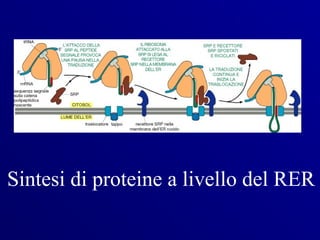 Sintesi di proteine a livello del RER
 