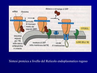 Sintesi proteica a livello del Reticolo endoplasmatico rugoso
 