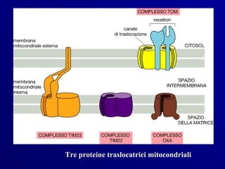Tre proteine traslocatrici mitocondriali
 