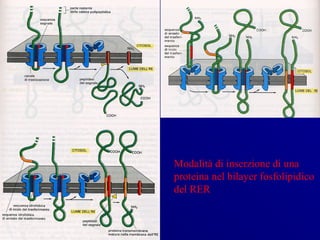 Modalità di inserzione di una
proteina nel bilayer fosfolipidico
del RER
 