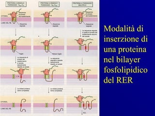 Modalità di
inserzione di
una proteina
nel bilayer
fosfolipidico
del RER
 