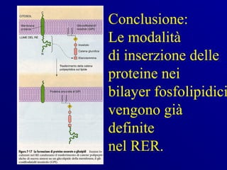 Conclusione:
Le modalità
di inserzione delle
proteine nei
bilayer fosfolipidici
vengono già
definite
nel RER.
 