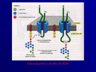 Glicosilazione a livello del RER
 
