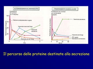 Il percorso delle proteine destinate alla secrezione
 