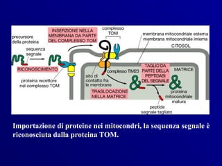 Importazione di proteine nei mitocondri, la sequenza segnale è
riconosciuta dalla proteina TOM.
 