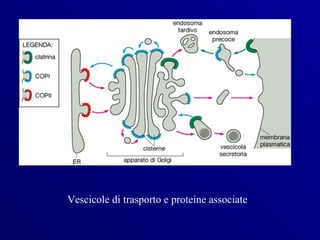 Vescicole di trasporto e proteine associate
 