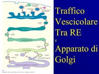 Traffico
Vescicolare
Tra RE
e

Apparato di
Golgi
 