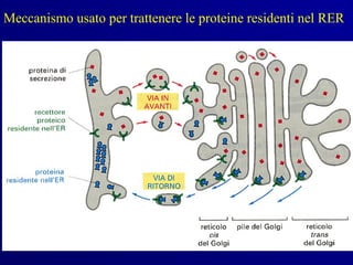 Meccanismo usato per trattenere le proteine residenti nel RER
 