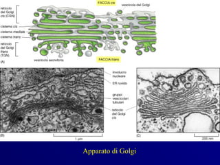 Apparato di Golgi
 