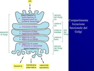 Compartimenta
  lizzazione
funzionale del
     Golgi
 