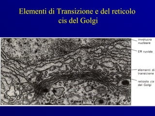 Elementi di Transizione e del reticolo
            cis del Golgi
 