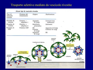 Trasporto selettivo mediato da vescicole rivestite
 