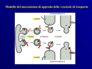 Modello del meccanismo di approdo delle vescicole di trasporto
 