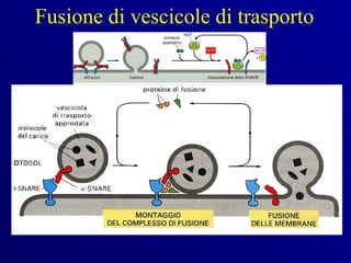 Fusione di vescicole di trasporto
 