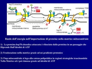 Ruolo dell’energia nell’importazione di proteine nella matrice mitocondriale

1) La proteina hsp70 citosolica attaccata è rilasciata dalla proteina in un passaggio che
Diprende Dall’idrolisi di ATP

2) Traslocazione nella matrice grazie ad un gradiente protonico

3) l’hsp mitocondriale si lega alla catena polipetidica in regioni strategiche trascinandola
Nella Matrice ed è poi rimossa grazie ad idrolisi di ATP
 