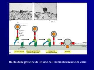 Ruolo delle proteine di fusione nell’internalizzazione di virus
 