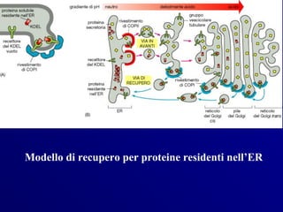 Modello di recupero per proteine residenti nell’ER
 