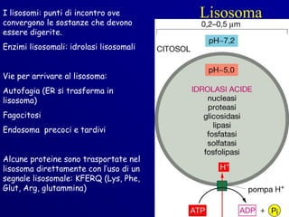 I lisosomi: punti di incontro ove
convergono le sostanze che devono
                                         Lisosoma
essere digerite.
Enzimi lisosomali: idrolasi lisosomali


Vie per arrivare al lisosoma:
Autofagia (ER si trasforma in
lisosoma)
Fagocitosi
Endosoma precoci e tardivi


Alcune proteine sono trasportate nel
lisosoma direttamente con l’uso di un
segnale lisosomale: KFERQ (Lys, Phe,
Glut, Arg, glutammina)
 