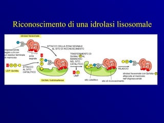 Riconoscimento di una idrolasi lisosomale
 