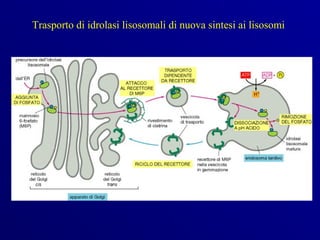Trasporto di idrolasi lisosomali di nuova sintesi ai lisosomi
 