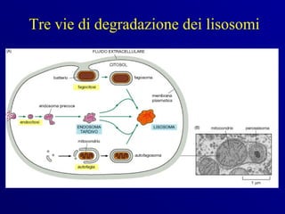 Tre vie di degradazione dei lisosomi
 