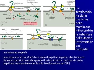 La
                                                           traslocazio
                                                           ne delle
                                                           proteine
                                                           nella
                                                           membrana
                                                           mitocondria
                                                           le interna e
                                                           nello spazio
                                                           intermembr
                                                           ana
                                                           richiede:
la sequenza segnale
una sequenza di aa idrofobica dopo il peptide segnale, che funziona
da nuovo peptide segnale quando il primo è stato tagliato via dalla
peptidasi (meccanismo simile alla traslocazione nell’ER)
 