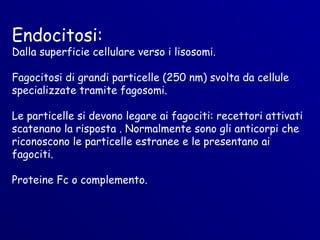 Endocitosi:
Dalla superficie cellulare verso i lisosomi.

Fagocitosi di grandi particelle (250 nm) svolta da cellule
specializzate tramite fagosomi.

Le particelle si devono legare ai fagociti: recettori attivati
scatenano la risposta . Normalmente sono gli anticorpi che
riconoscono le particelle estranee e le presentano ai
fagociti.

Proteine Fc o complemento.
 
