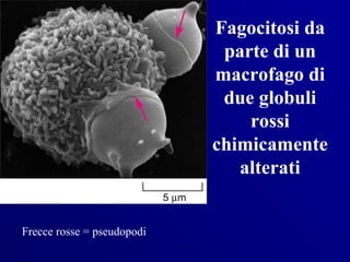 Fagocitosi da
                             parte di un
                            macrofago di
                             due globuli
                                rossi
                            chimicamente
                               alterati


Frecce rosse = pseudopodi
 