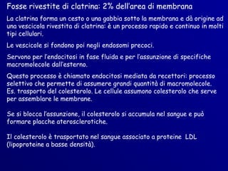 Fosse rivestite di clatrina: 2% dell’area di membrana
La clatrina forma un cesto o una gabbia sotto la membrana e dà origine ad
una vescicola rivestita di clatrina: è un processo rapido e continuo in molti
tipi cellulari.
Le vescicole si fondono poi negli endosomi precoci.
Servono per l’endocitosi in fase fluida e per l’assunzione di specifiche
macromolecole dall’esterno.
Questo processo è chiamato endocitosi mediata da recettori: processo
selettivo che permette di assumere grandi quantità di macromolecole.
Es. trasporto del colesterolo. Le cellule assumono colesterolo che serve
per assemblare le membrane.

Se si blocca l’assunzione, il colesterolo si accumula nel sangue e può
formare placche aterosclerotiche.

Il colesterolo è trasportato nel sangue associato a proteine LDL
(lipoproteine a basse densità).
 