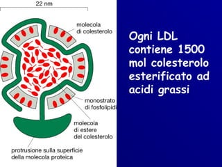 Ogni LDL
contiene 1500
mol colesterolo
esterificato ad
acidi grassi
 